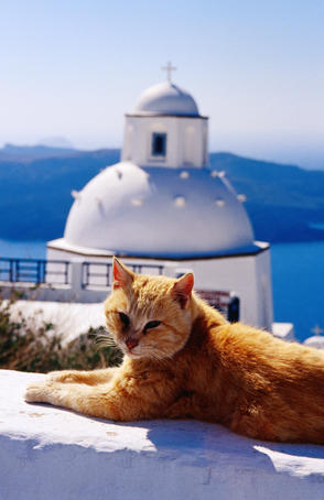 Santorinian cat