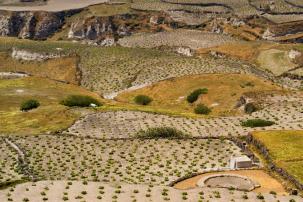 Santorini viniarts